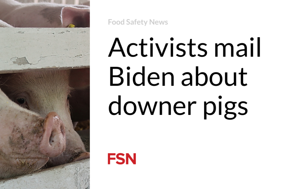 Activists mail Biden about downer pigs