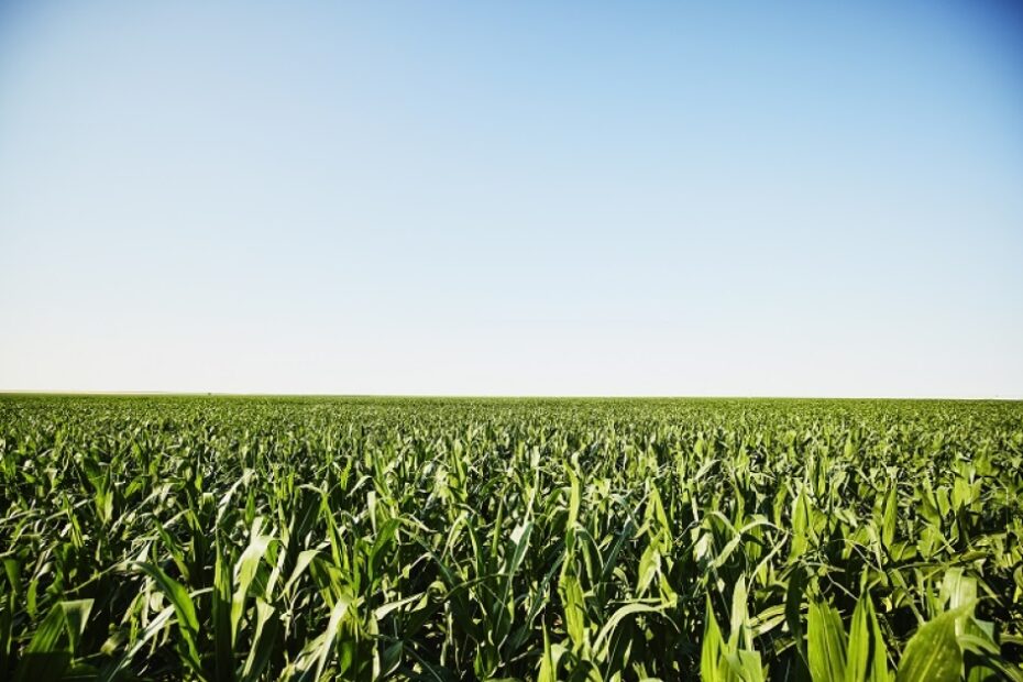 Maize and buckwheat: Innovations in crops could help mitigate world hunger