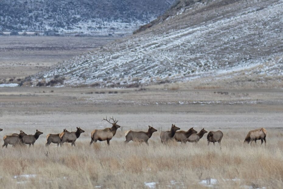 Where the Elk Roam