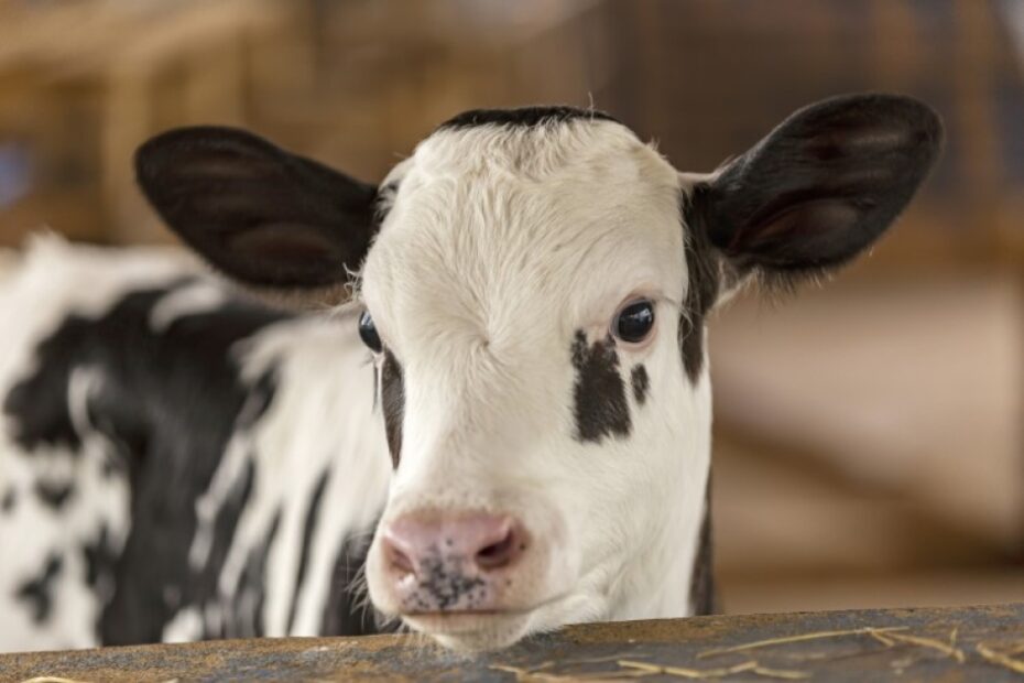 Who should support dairy farmers in transitioning to ethical farming systems?