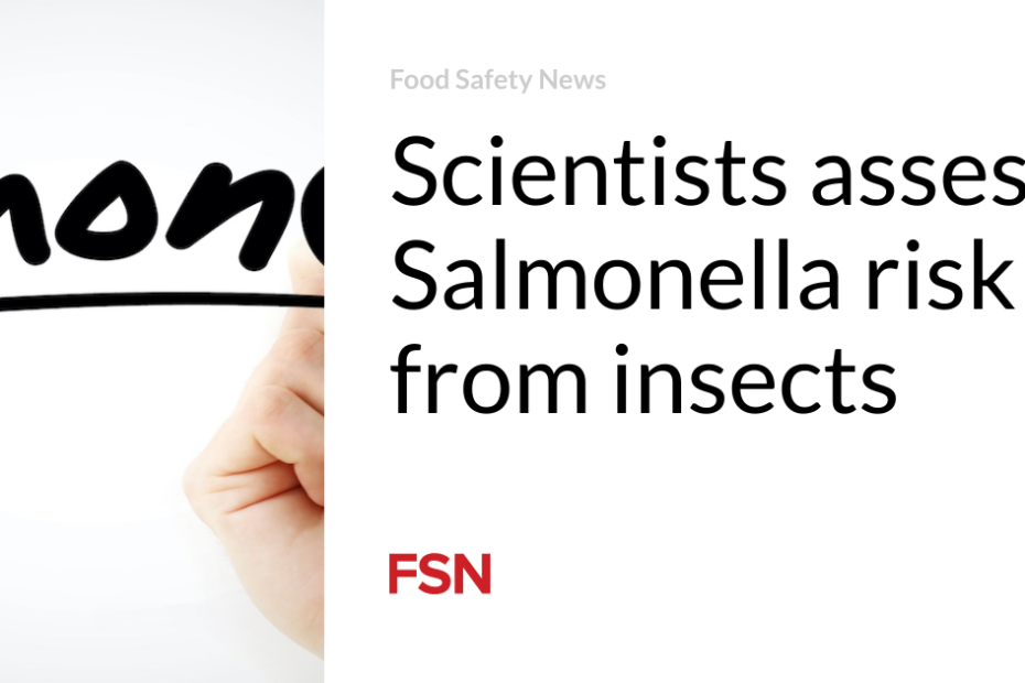 Scientists assess Salmonella risk from insects