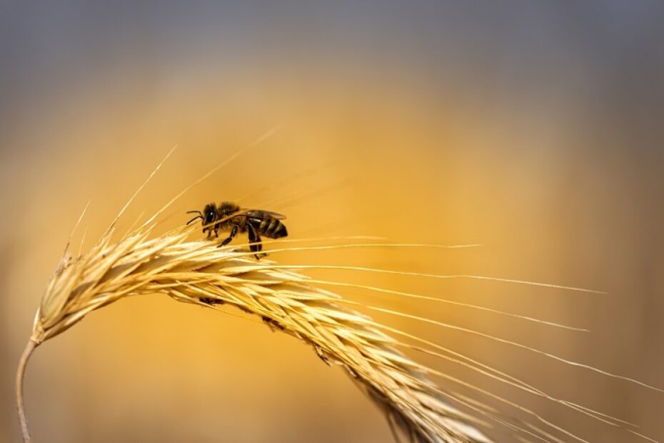 Bee study reveals environmental vulnerability and food production threat