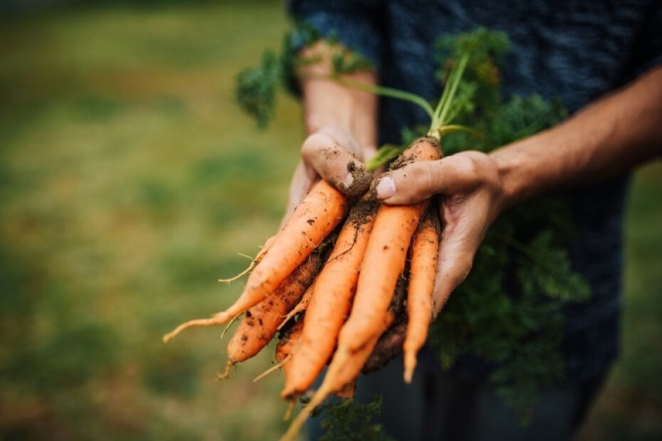 Stop the rot! Scientists find way to keep vegetables fresher for longer