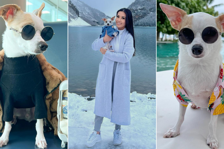 Canadian ‘influencer dog’ travels the world, lives luxurious life with 75-piece wardrobe worth $2,500