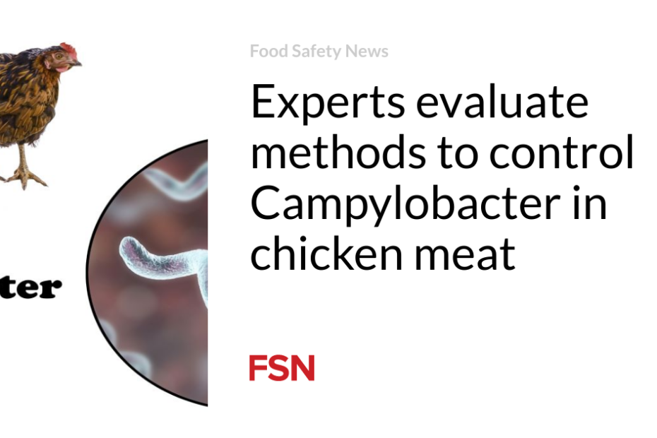 Experts evaluate methods to control Campylobacter in chicken meat