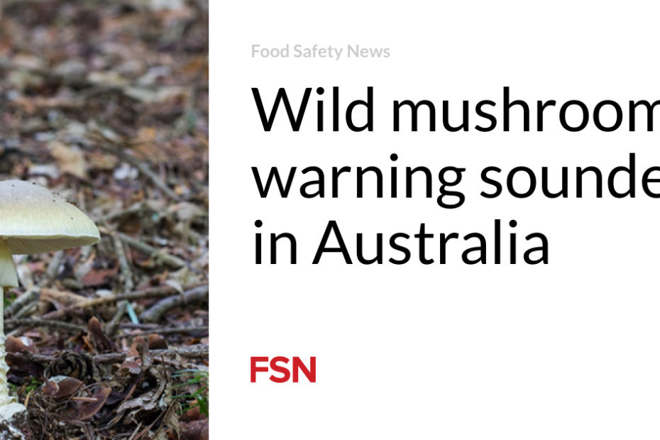 Wild mushroom warning sounded in Australia