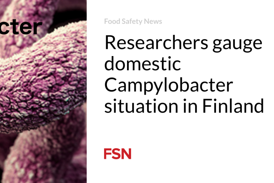 Researchers gauge domestic Campylobacter situation in Finland