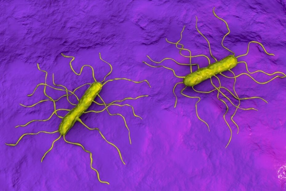 Foodborne bacteria can adapt to cleaning methods, research suggests