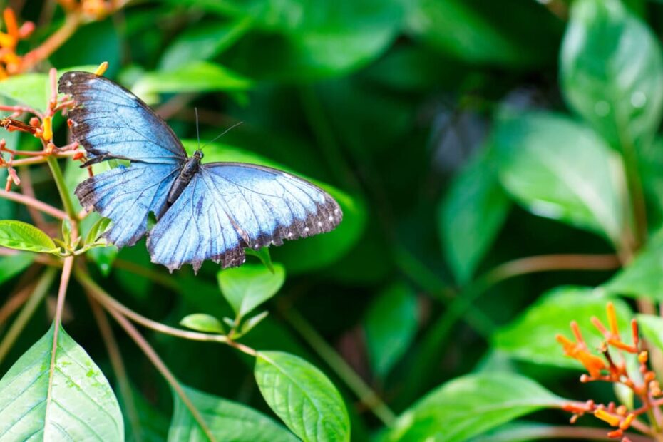 A Butterfly Refuge in Key West