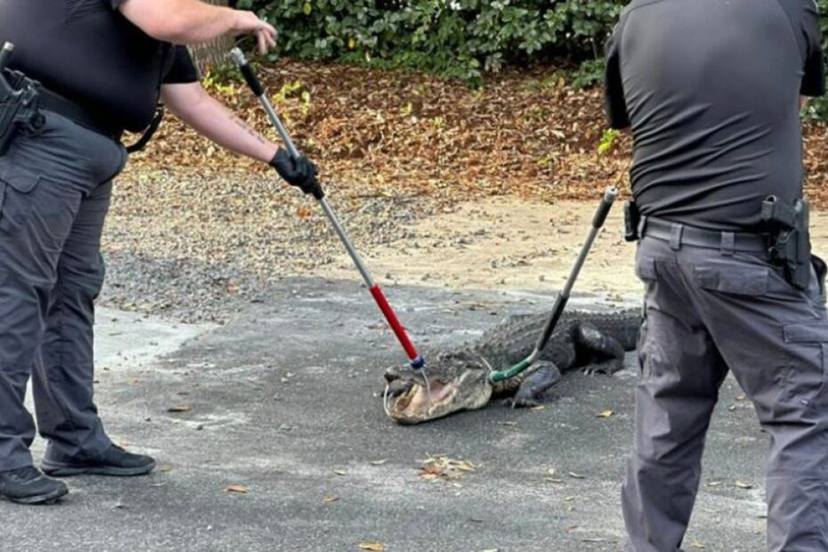 North Carolina police remove 8-foot alligator ‘trespasser’ from station parking lot: ‘Be aware’