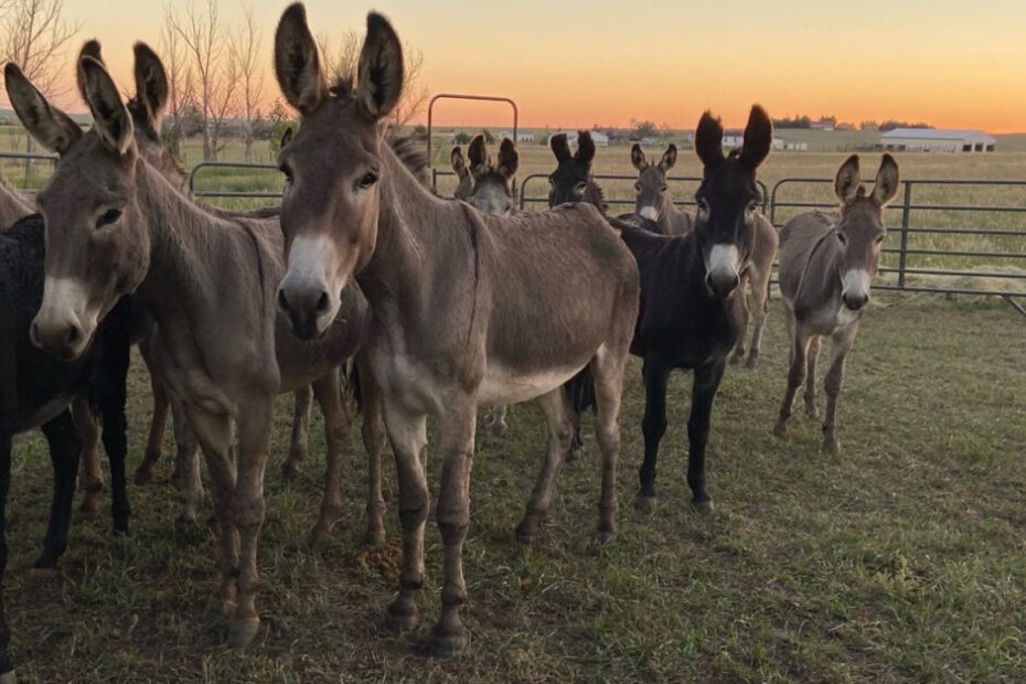 Beauty of the Burros