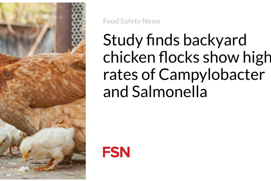 Study finds backyard chicken flocks show higher rates of Campylobacter and Salmonella