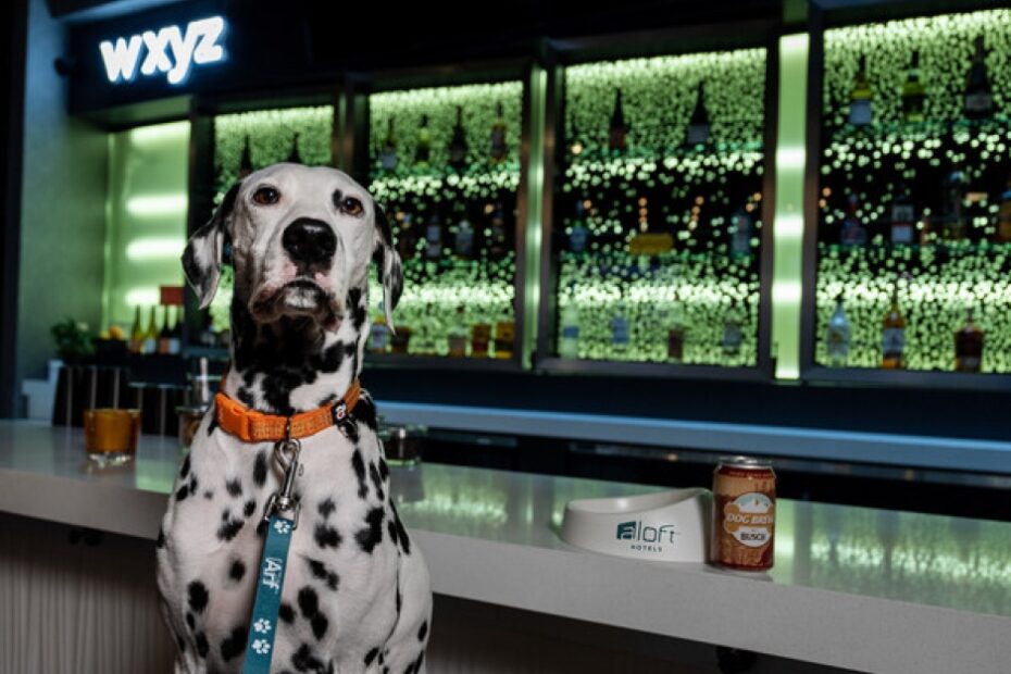 Aloft Hotels Offers Working Dogs Free (Dog) Brew This International Dog Day