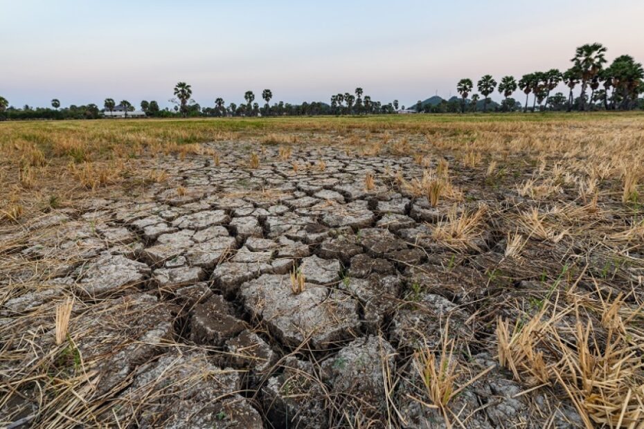 How the sting of climate change is hurting food commodity prices