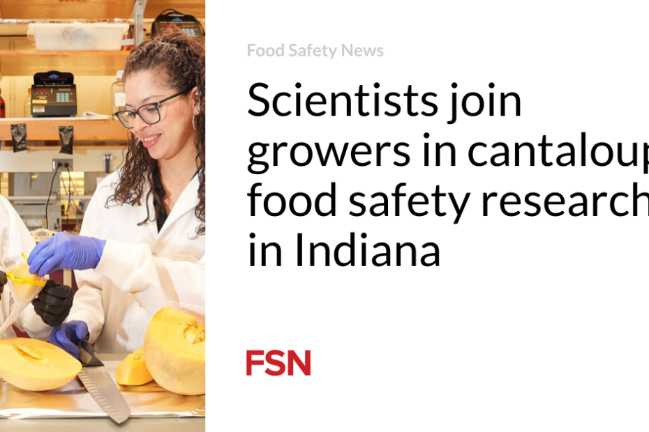 Scientists join growers in cantaloupe food safety research in Indiana